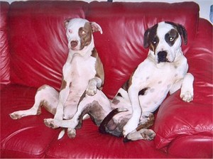  American Pit सांड, बैल Terriers