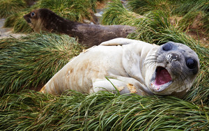 Baby southern elephant seal  Macquarie Island
