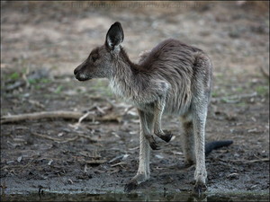  Eastern Grey kanguru Joey