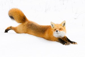 cáo, fox