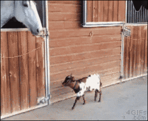  Goat and Horse