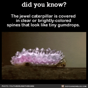  Jewel rups-, caterpillar