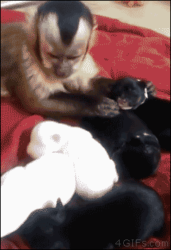  Monkey and Puppies