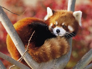  Red panda curled up