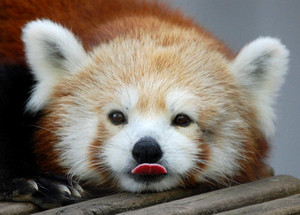  Red panda tounge fiasco