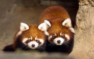  Two red pandas.