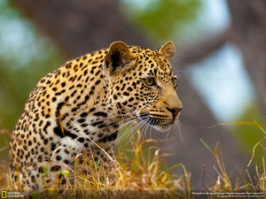  a young male leopard