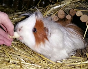  guinea pig Peruvian