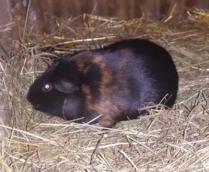  guinea pig