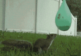 squirrel pops water balloon gif