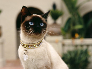  Beautiful Siamese siamese mèo 18845591 1600 1200