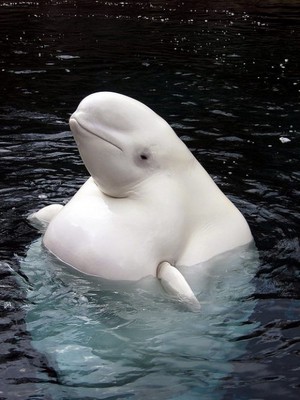  Beluga Whales