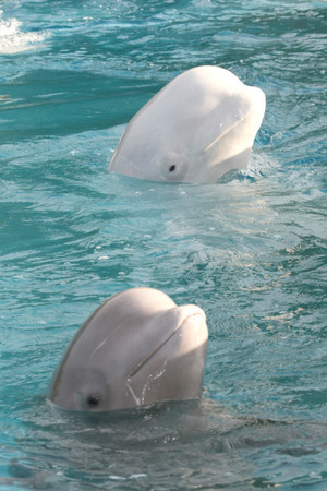  Beluga Whales