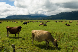  Cows in the meadow