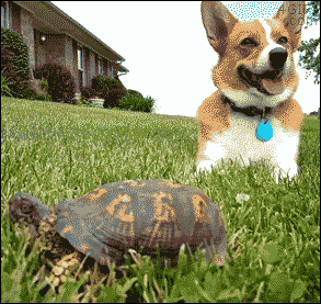  Dog and tartaruga