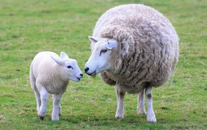 Ewe and मेमना, भेड़ का बच्चा
