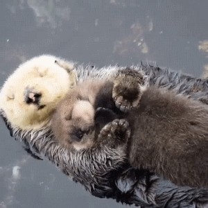 Otters gifs