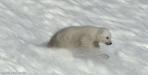  Polar beruang gifs