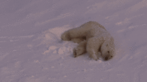  Polar menanggung, bear gifs