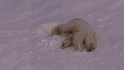 Polar Bear gifs