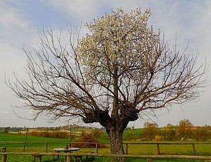  The Double árbol of Casorzo