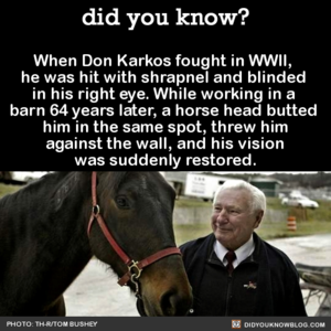  The Horse That Cured Blindness