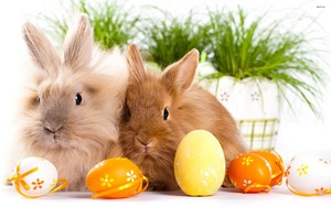 bunnies and eggs on easter day