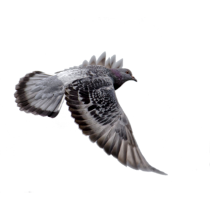  pigeon 12