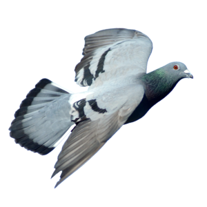  pigeon 15
