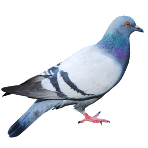  pigeon 2