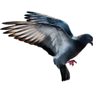  pigeon 20