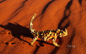 A thorny devil lizard walking on a red sand dune near Alice Springs  Australia