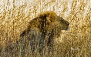  African lion