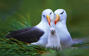  Albatross Family