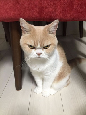  Angry Cat