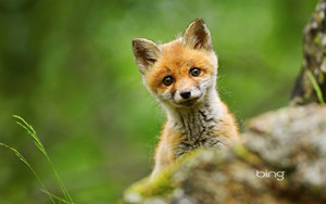  Baby Red rubah, fox
