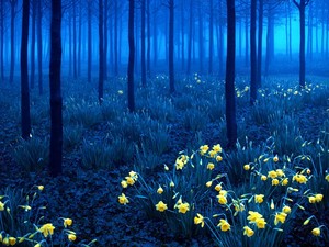  Black forest, Germany (at night)