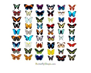  butterfly, kipepeo Chart