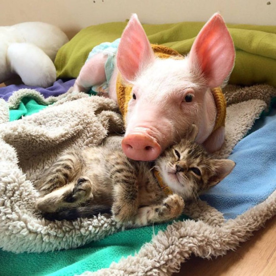 Cat and Pig