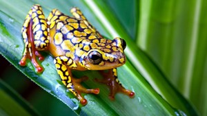  Cute Frog