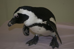  Elvis the African penguin, auk
