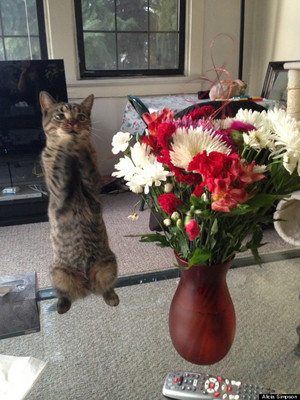 Flowers - Cat In Love