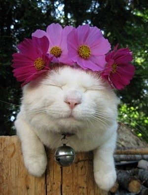 Flowers - Cat