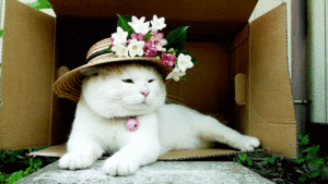  Blumen - blume Cat