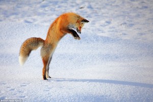  rubah, fox Jumping in the snow