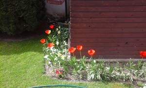  Grandma's tulips