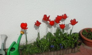  Grandma's tulips