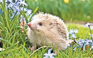  Hedgehogs are life
