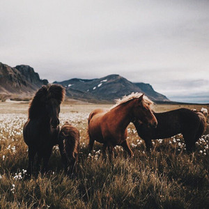  Horses and mga lobo