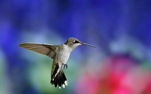 kolibrie